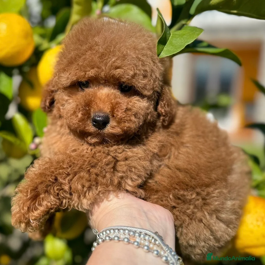 Caniche Toy perros en venta: Caniche Rojo Toy - Anuncio 2