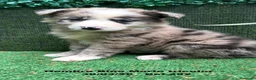 Border Collie perros en venta: BORDER COLLIE DE VILLA BIZNAGA. Hembra Blue Merle - Anuncio 4