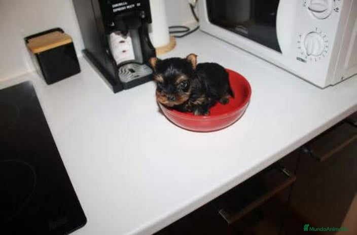 Yorkshire Terrier perros en Badajoz - Anuncio 16