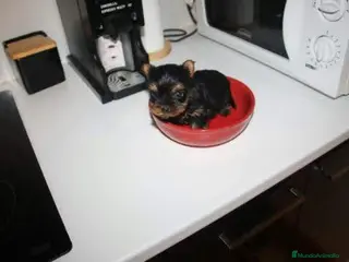 Yorkshire Terrier perros Yorkshire miniatura en Badajoz - Anuncio 25