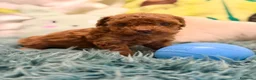 Caniche Toy perros en venta: CANICHE TOY LAS MEJORES LÍNEAS  - Anuncio 5