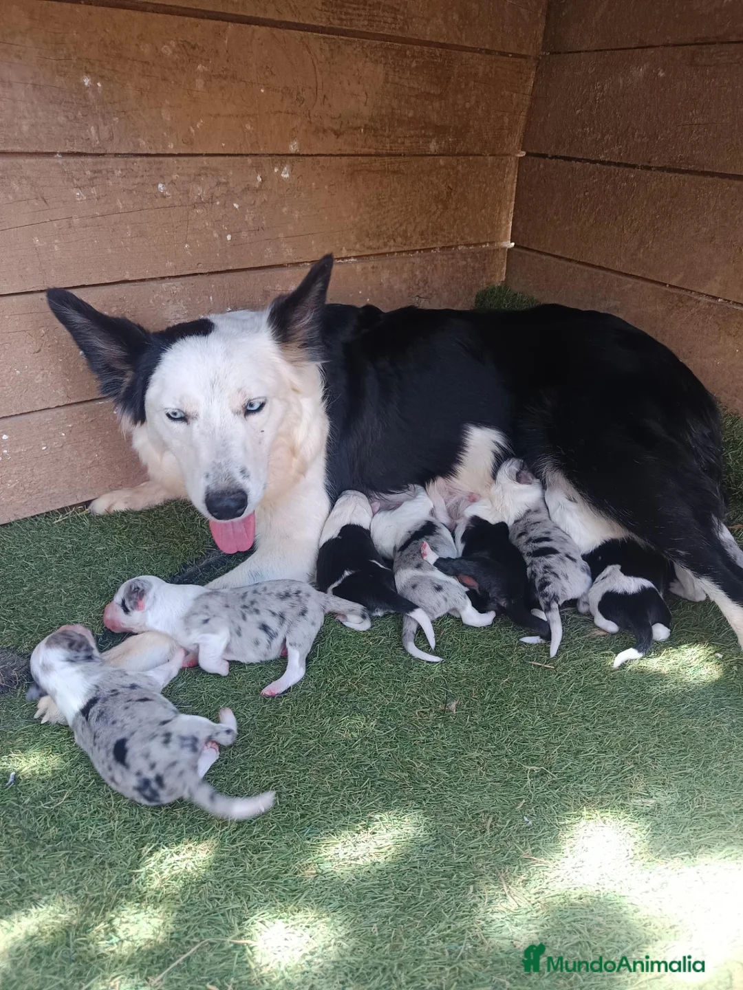 Border Collie perros en venta: Border collie  - Anuncio 1