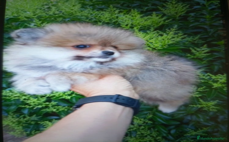 Pomerania perros - Propaganda 3
