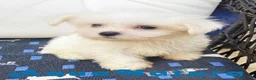 Bichón Maltés perros en venta: Bichon Maltés Macho de Kusita2 6886 - AQUANATURA en Barcelona - Anuncio 4