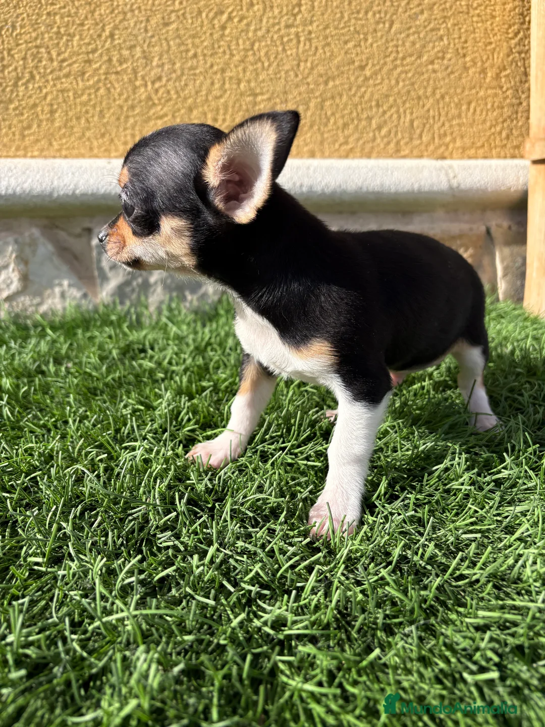 Chihuahua perros en venta: Chihuahua Toy tricolor macho - Anuncio 24