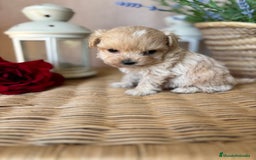Maltipoo perros en venta: Maltipoo hembra tacita de té !!! - Imagen 3