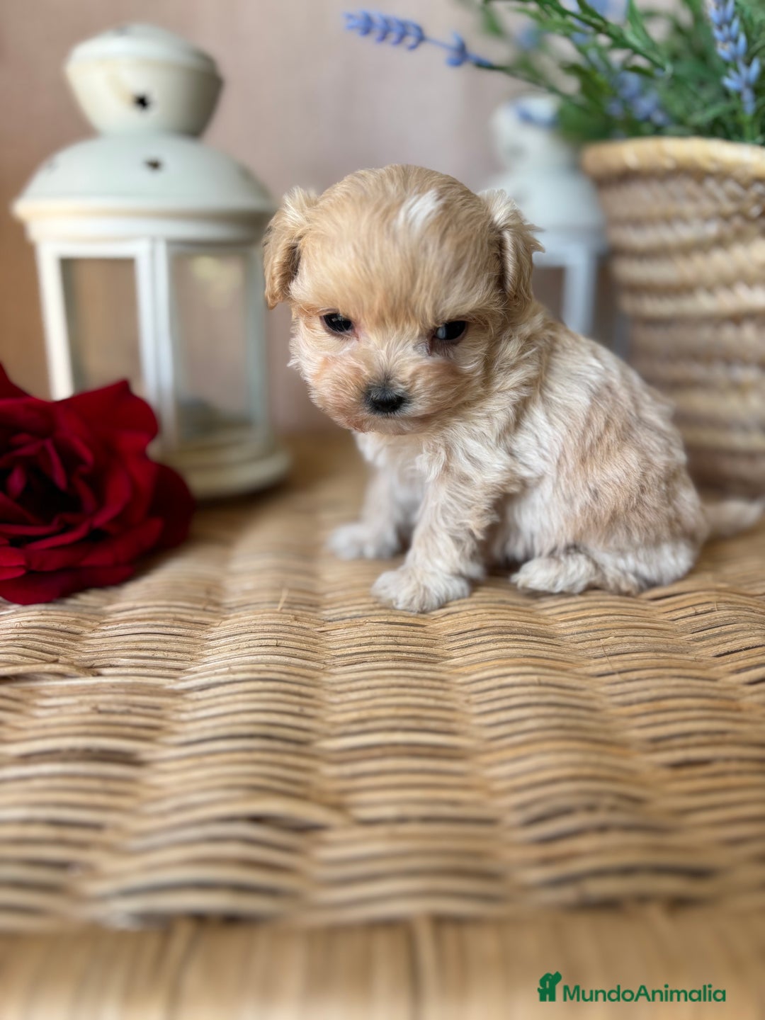 Maltipoo perros en venta: Maltipoo hembra tacita de té !!! - Imagen 3