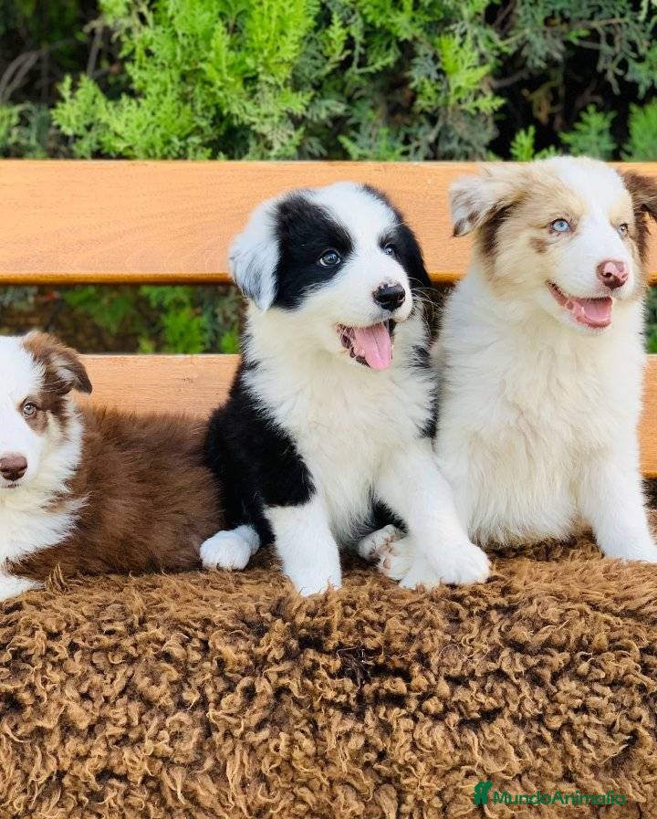 Border Collie perros Border collie SEVILLA  - Anuncio 1