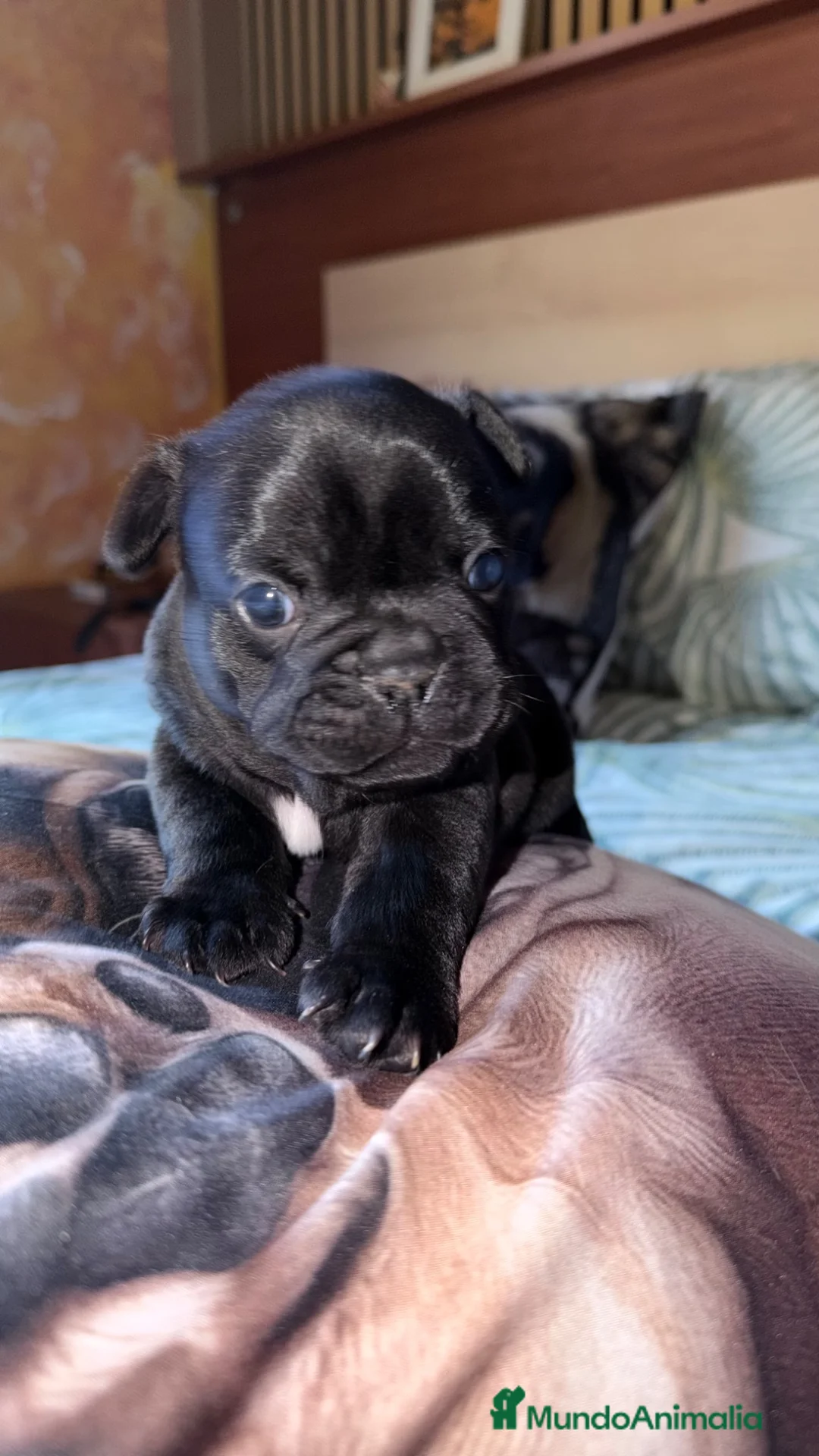 Bulldog Francés perros en venta: Espectáculo de bulldog francés negro - Anuncio 1