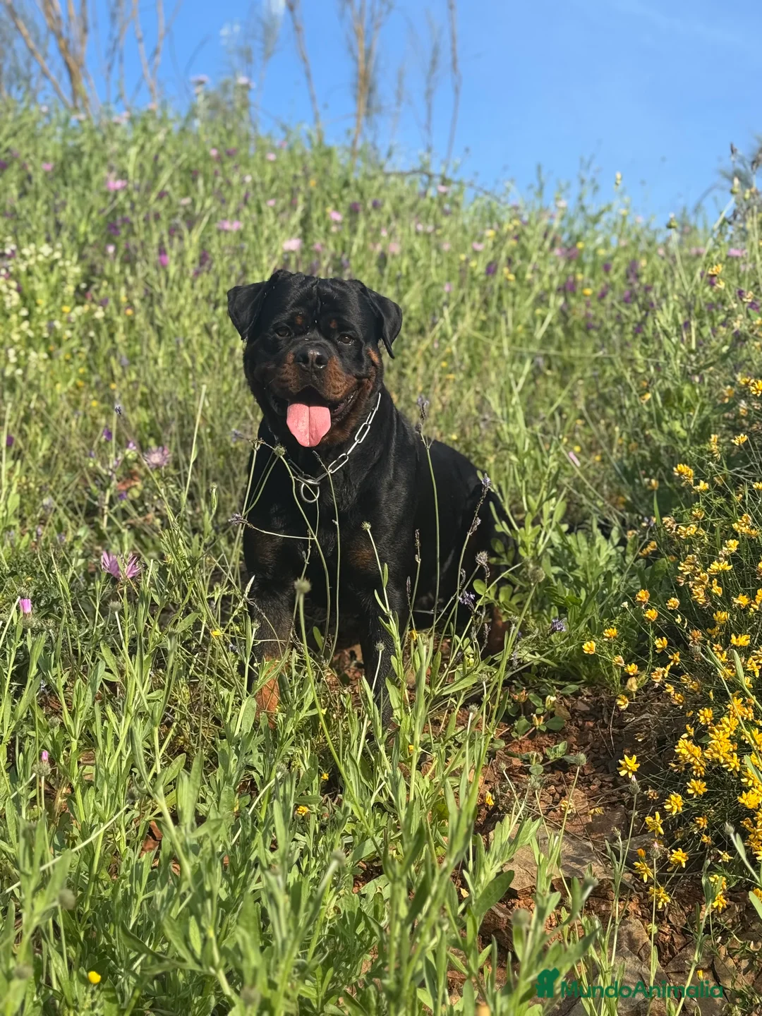 Rottweiler perros para monta: ROTTWEILER - Anuncio 7