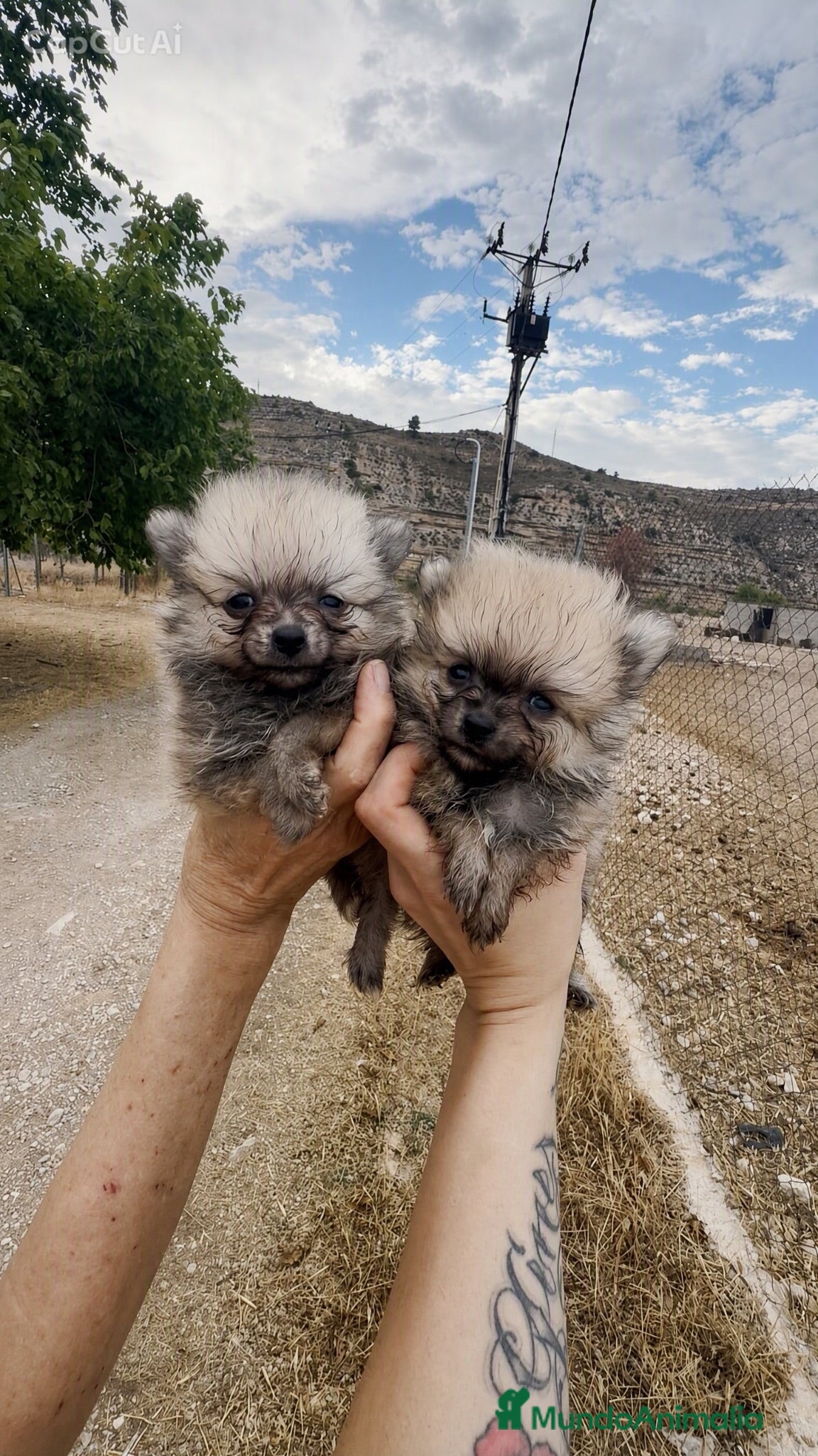 Pomerania perros Pomerania Toy Mini • 300 g - Anuncio 1