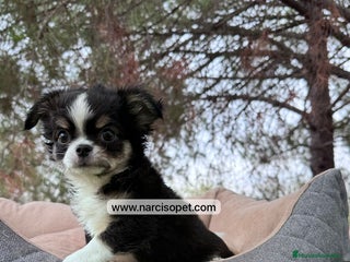 Chihuahua perros - Anuncio 40