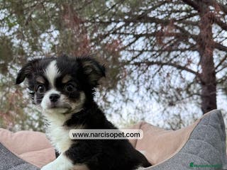 Chihuahua perros CACHORRO CHIHUAHUA PELO LARGO - Anuncio 14