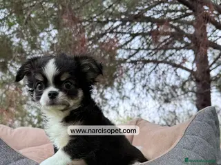 Chihuahua perros CACHORRO CHIHUAHUA PELO LARGO - Anuncio 5