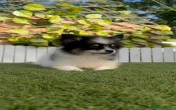 Pomerania perros en venta: POMERANIA MACHO ENVIOS A TODA ESPAÑA - Imagen 7