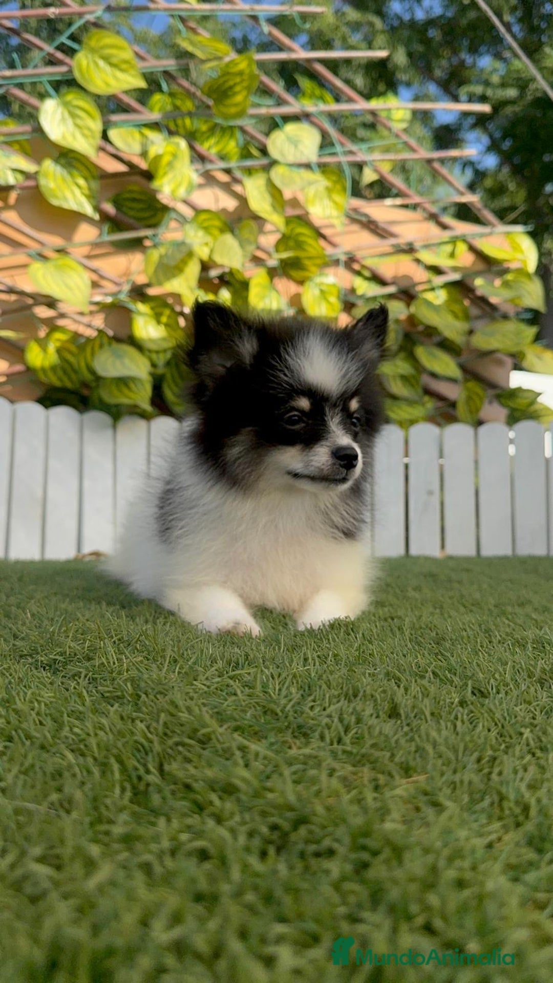 Pomerania perros en venta: POMERANIA MACHO ENVIOS A TODA ESPAÑA - Imagen 7