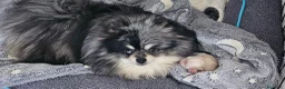 Pomerania perros en venta: Pomerania hembra  - Anuncio 11