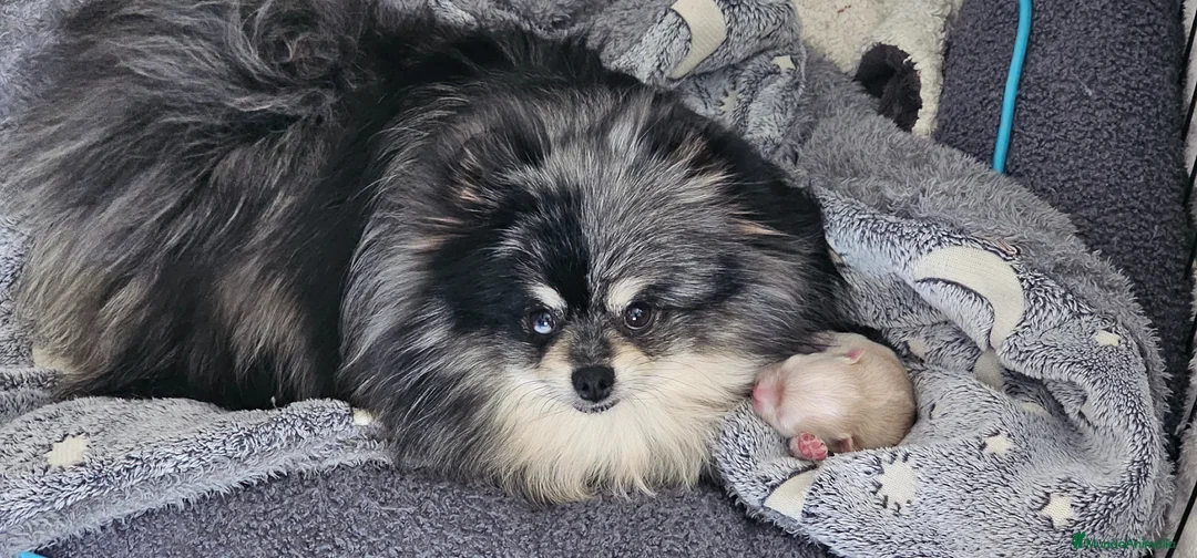 Pomerania perros en venta: Pomerania hembra  - Anuncio 11