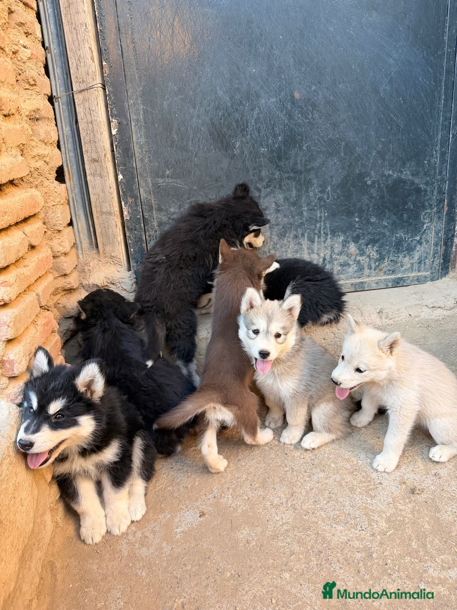 Husky Siberiano perros Disponible huskys de Calidad  - Anuncio 1