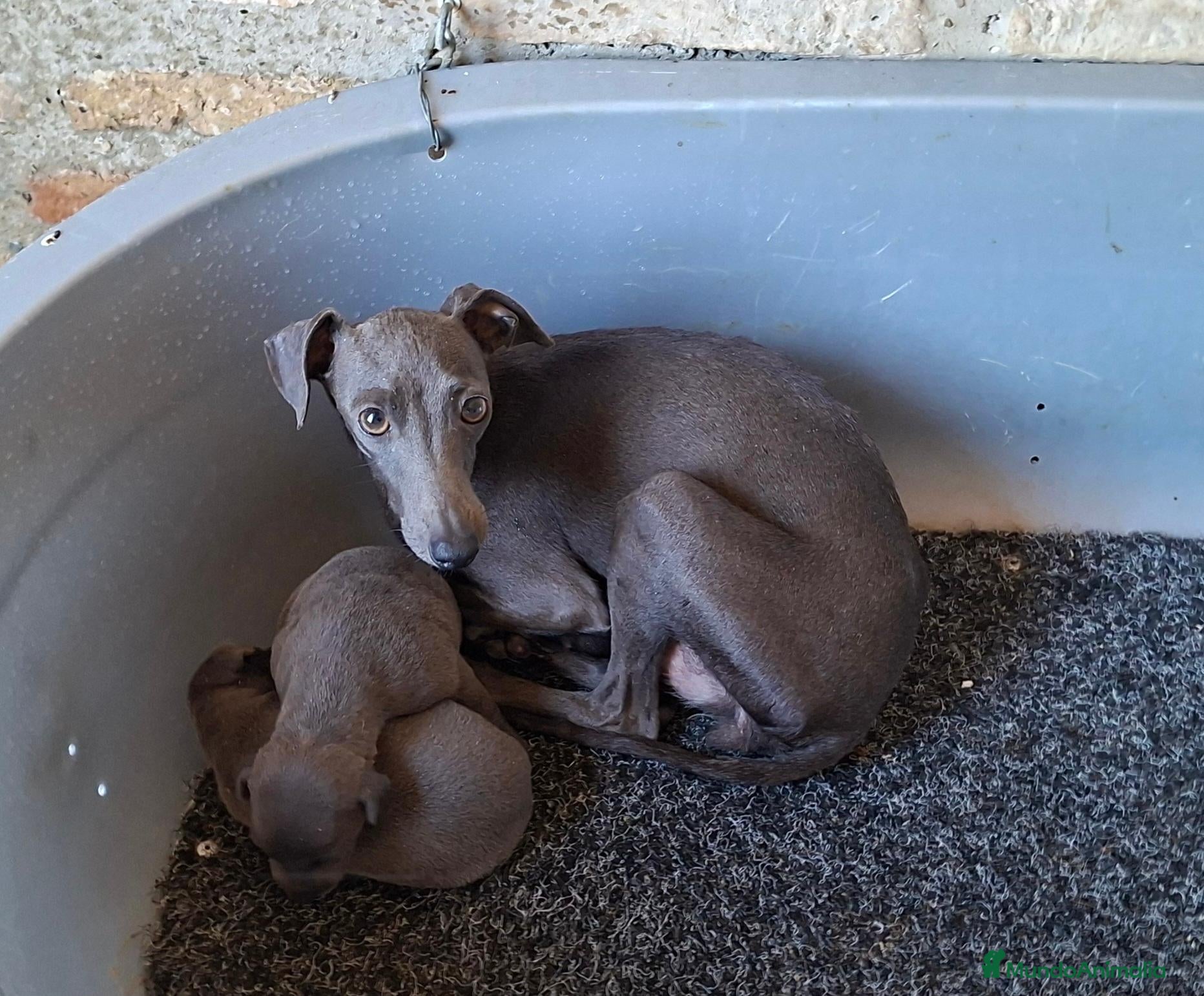 Pequeño Lebrel Italiano perros Picolos Azules - Anuncio 2