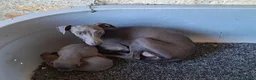 Pequeño Lebrel Italiano perros en venta: Picolos Azules - Anuncio 1