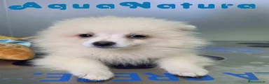  Pomerania Macho de Grana y Pompom 8173