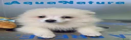 Pomerania perros en venta: Pomerania Macho de Grana y Pompom 8173 AQUANATURA - Anuncio 5
