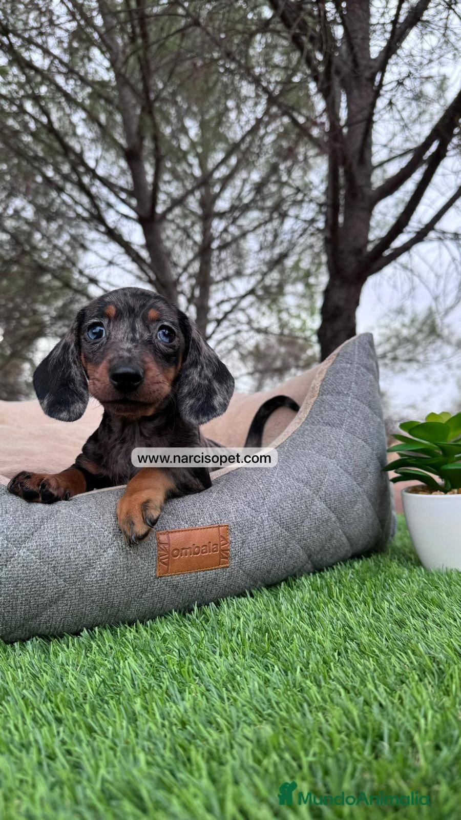 Teckel perros BEBE DE TECKEL NEGRO Y PLATA - Anuncio 10