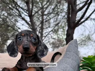 Teckel perros BEBE DE TECKEL NEGRO Y PLATA - Anuncio 11