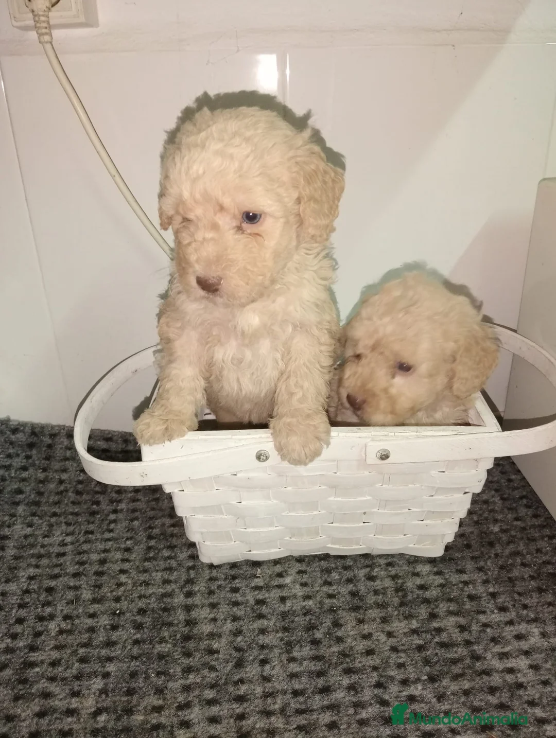 Perro de Agua Español perros en venta: Perro de agua  - Anuncio 1