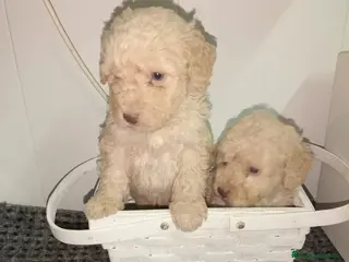 Perro de Agua Español perros Perro de agua - Anuncio 1