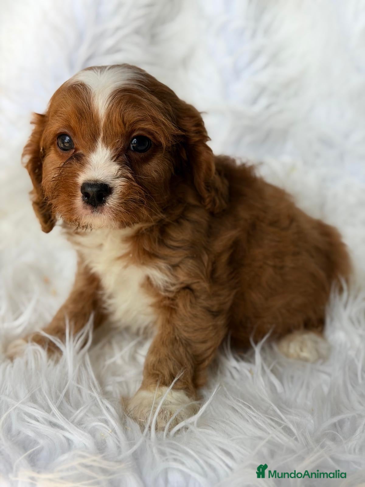 Cavapoo perros Precioso Cavapoo 💙 - Anuncio 4