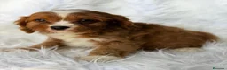 Cavapoo perros en venta: Precioso Cavapoo 💙 - Anuncio 1
