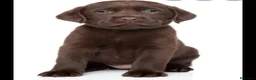 Labrador Retriever perros en venta: Labrador retriever chocolate  - Anuncio 2