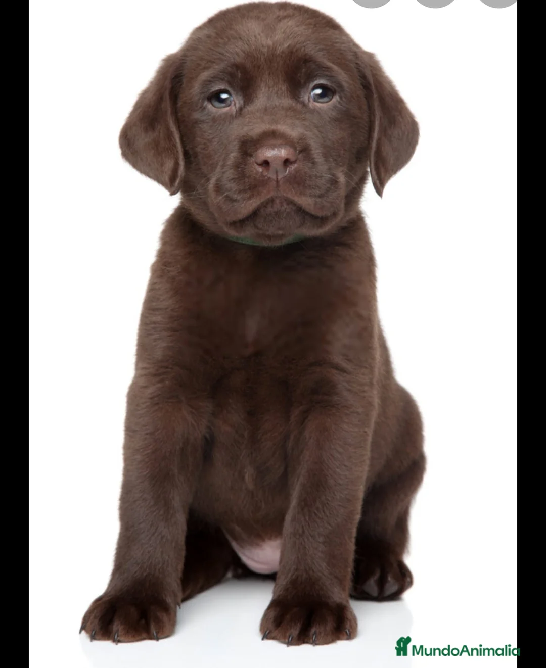 Labrador Retriever perros en venta: Labrador retriever chocolate  - Anuncio 2
