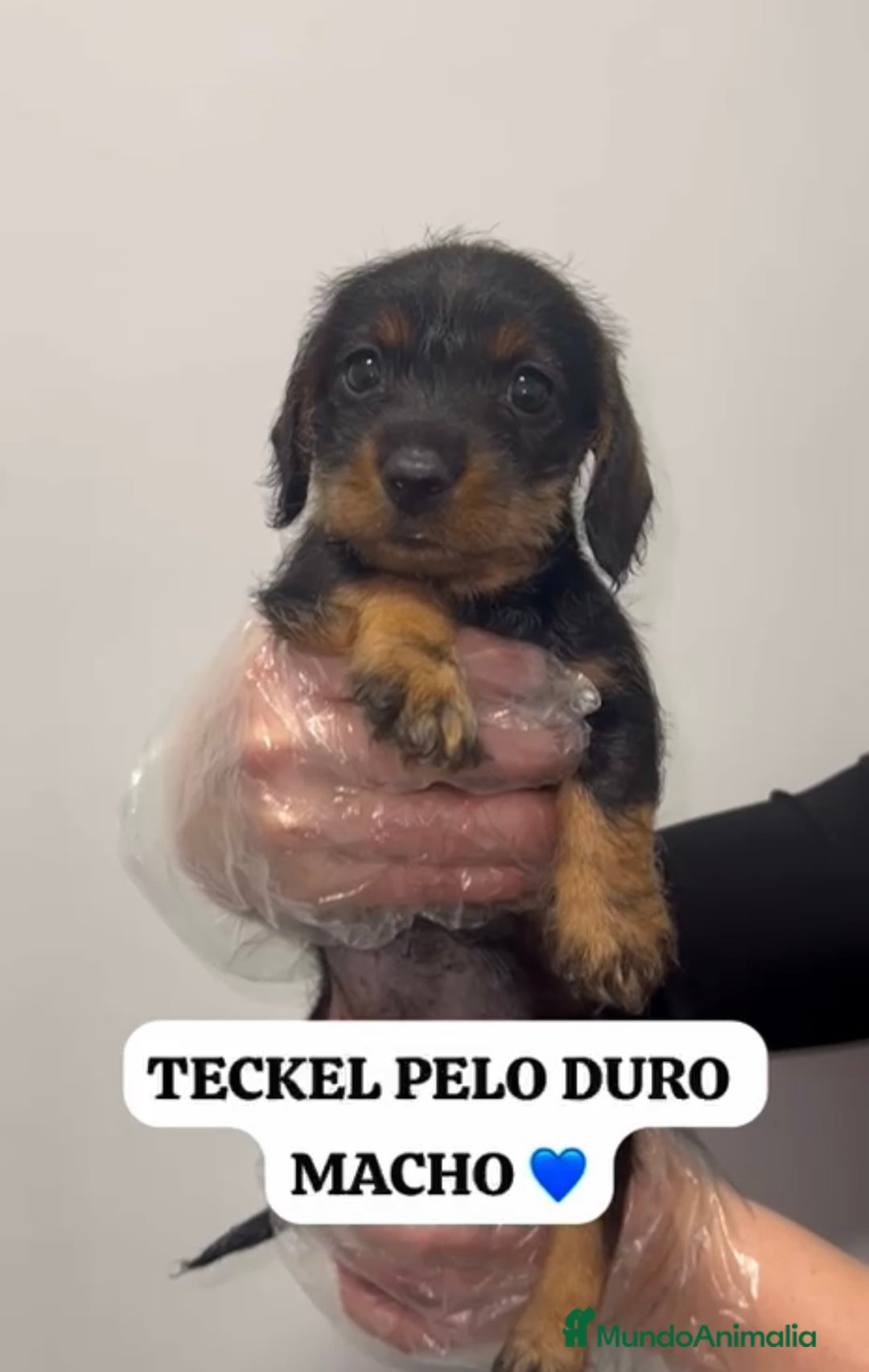 Teckel perros en venta: ADORABLES PEQUEÑOS TECKEL HOJA SECA  - Anuncio 3