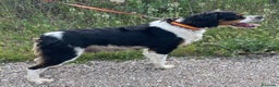 Épagneul Breton perros en venta: Epagneul Bretón  - Anuncio 2
