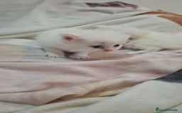 Persa gatos en venta: Gatos persas - Imagen 3