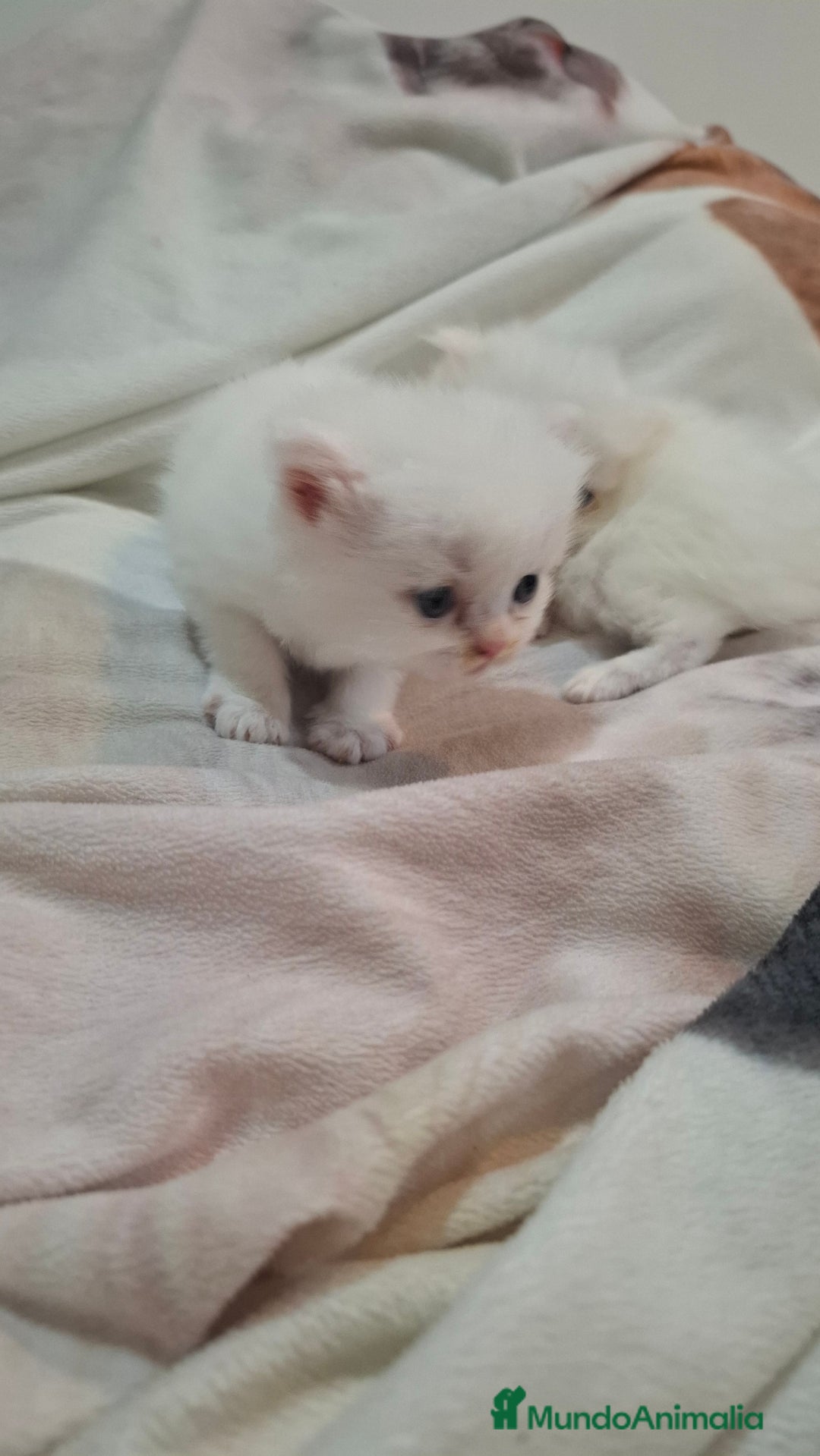 Persa gatos en venta: Gatos persas - Imagen 3