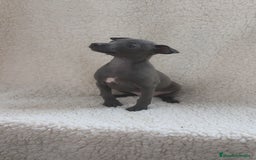 Pequeño Lebrel Italiano perros en venta: Pequeño lebrel Italiano  - Imagen 1
