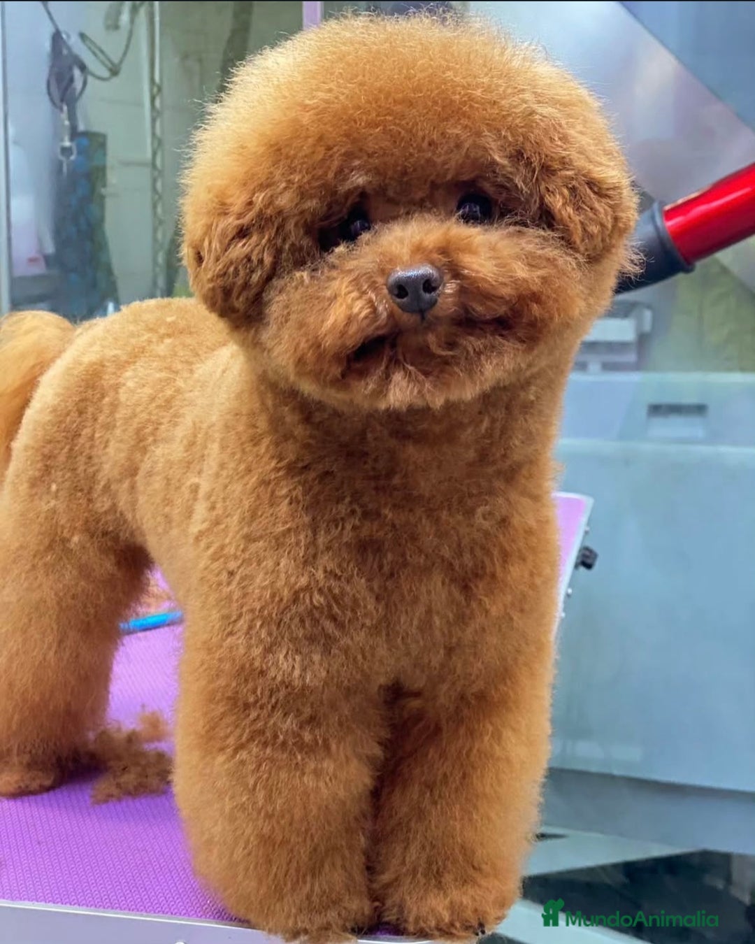 Caniche Toy perros en venta: Preciosa camada de caniche toy  - Imagen 9