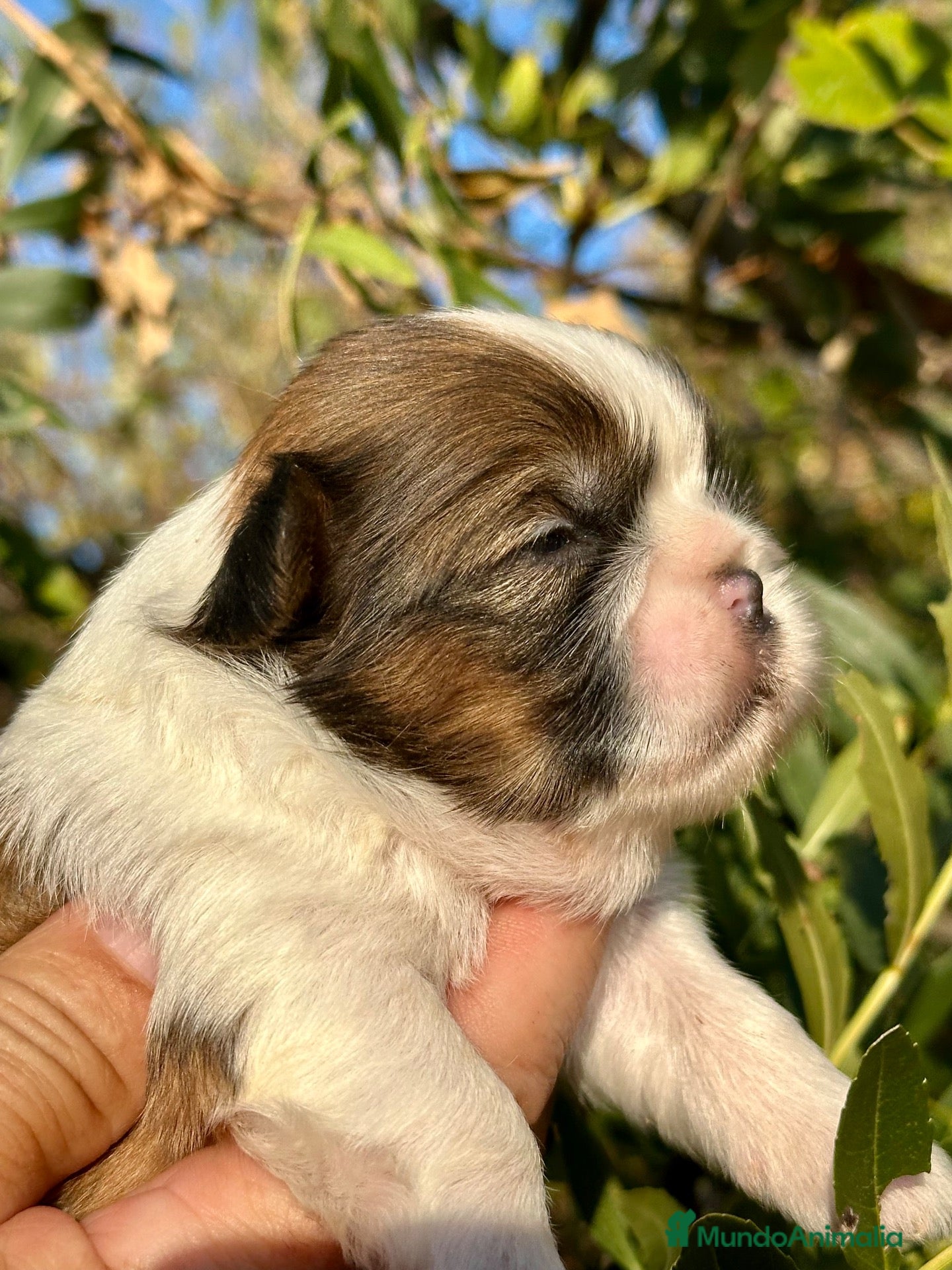Shih Tzu perros 🐾 SHIH TZU DISPONIBLE | PELUDETES SALAMANCA 🐾 - Anuncio 2