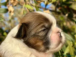 Shih Tzu perros 🐾 SHIH TZU DISPONIBLE | PELUDETES SALAMANCA 🐾 - Anuncio 2