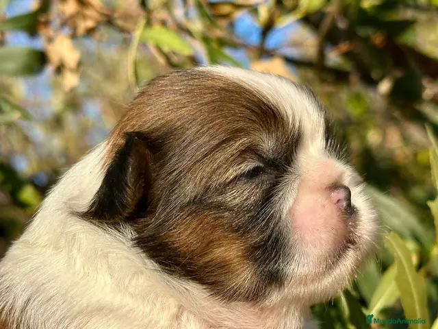 Shih Tzu perros en venta: 🐾 SHIH TZU DISPONIBLE | PELUDETES SALAMANCA 🐾 - Anuncio 2