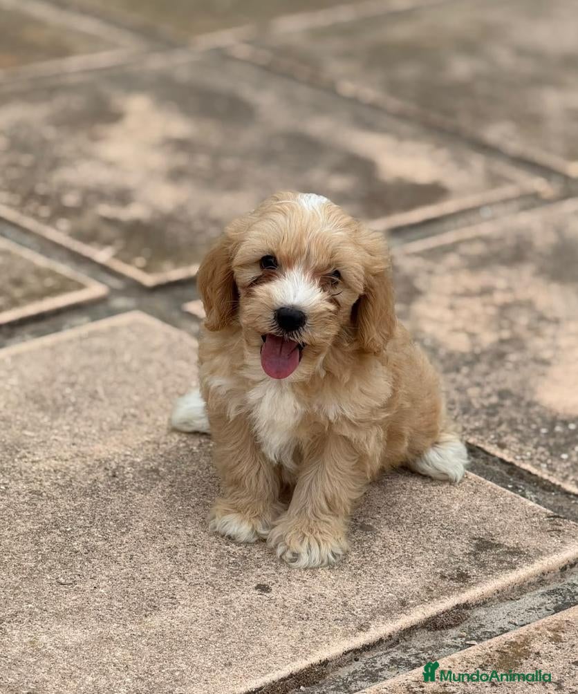 Maltipoo perros MALTIPOO - HERMOSO CACHORRO - Anuncio 1