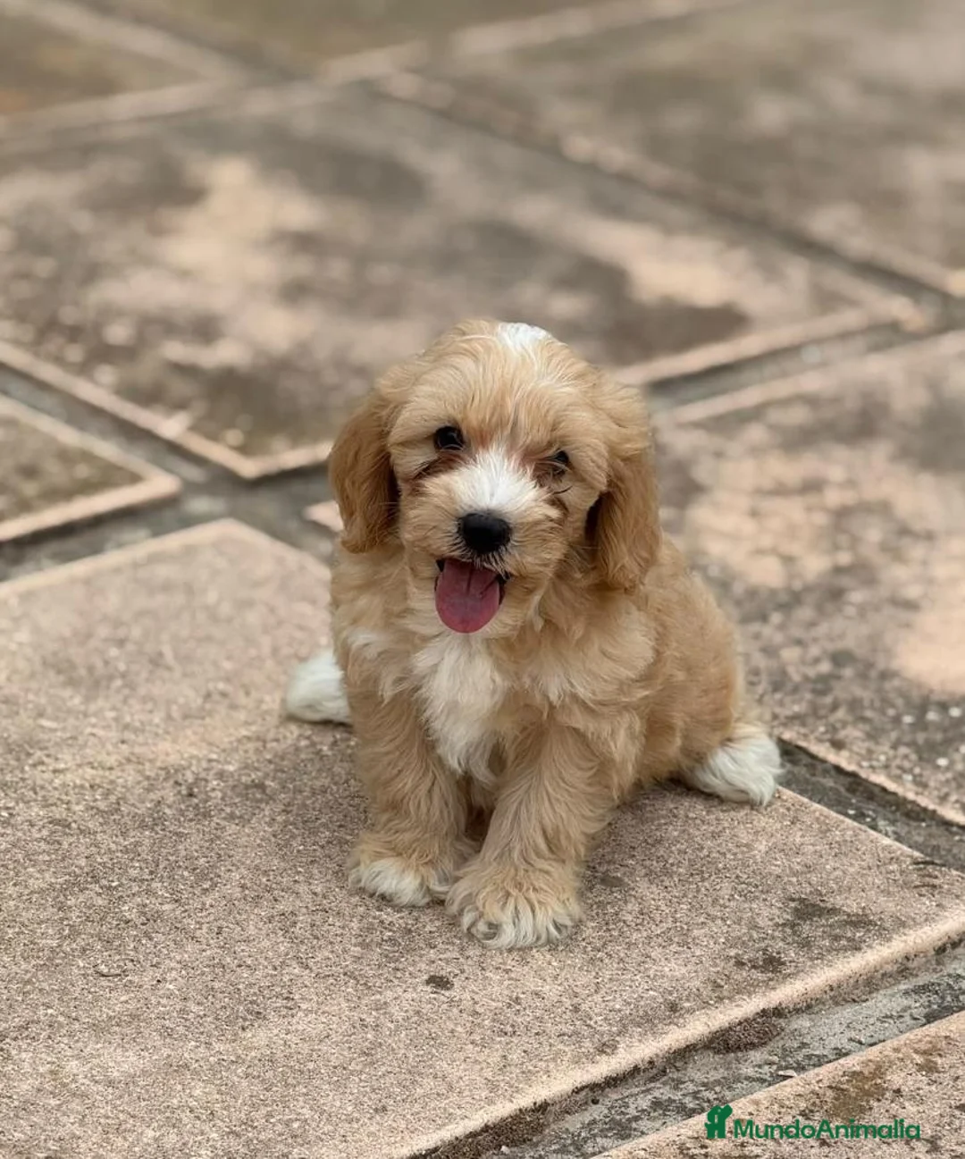 Maltipoo perros en venta: MALTIPOO - HERMOSO CACHORRO - Anuncio 1