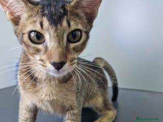 Abisinio gatos Abisinio Macho de Santa 1834 AQUANATURA - Anuncio 5