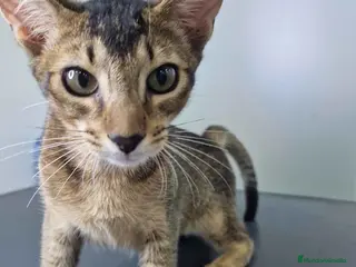 Abisinio gatos Abisinio Macho de Santa 1834 AQUANATURA - Anuncio 42