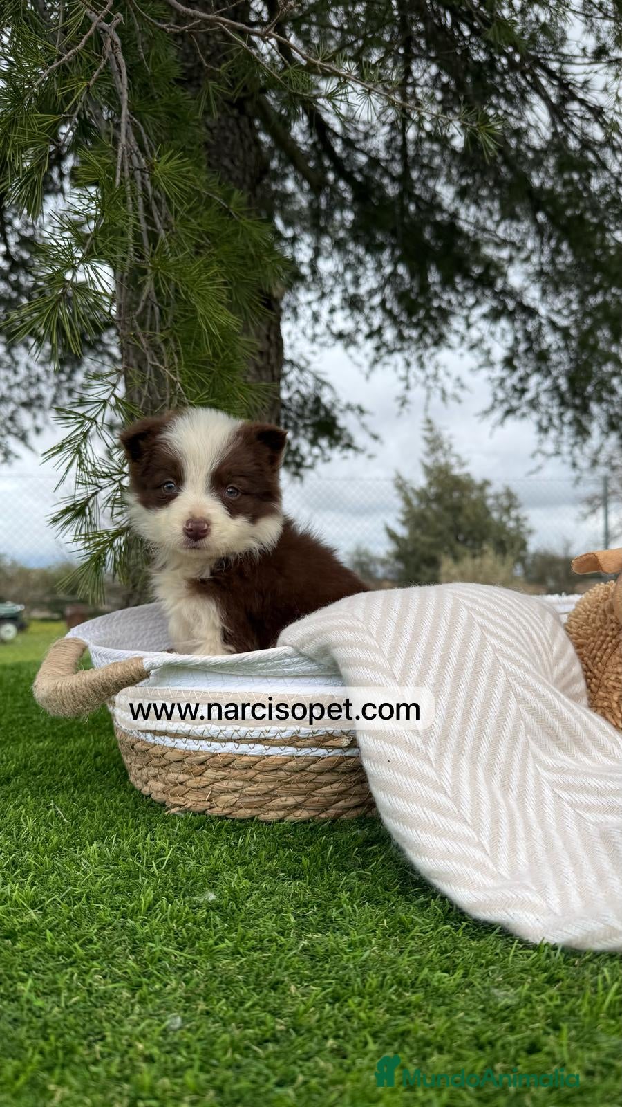 Border Collie perros BORDER COLLIE CHOLATE HEMBRA en Asturias - Anuncio 24