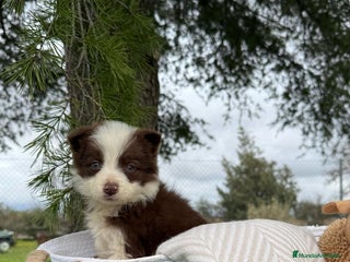 Border Collie perros en Asturias - Anuncio 5